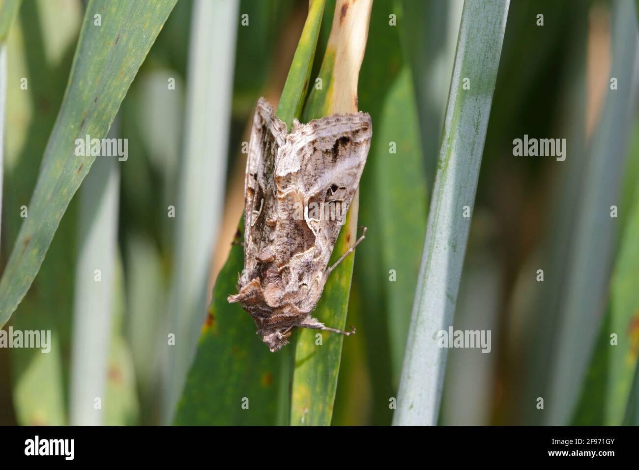 La Silver Y (Autograpa gamma) è una falena migratoria della famiglia Noctuidae. I caterpillars di questa falce di owlet sono parassiti più di 200 specie differenti Foto Stock