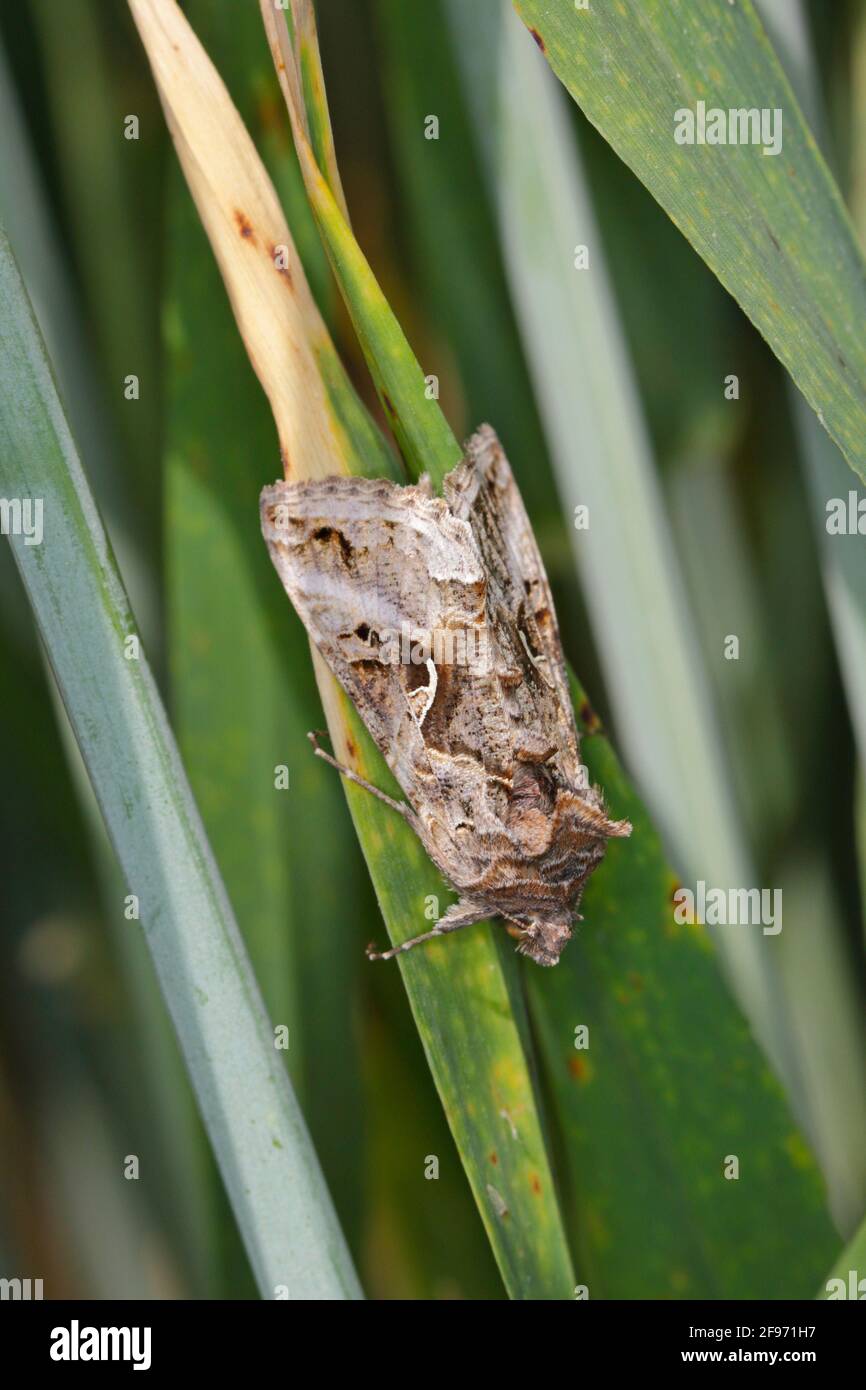 La Silver Y (Autograpa gamma) è una falena migratoria della famiglia Noctuidae. I caterpillars di questa falce di owlet sono parassiti più di 200 specie differenti Foto Stock