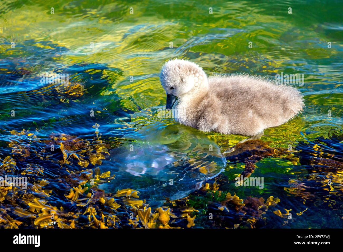 Schleswig-Holstein, Travemünde. Swan bambino sul Mar Baltico. Primo contatto con una medusa Foto Stock