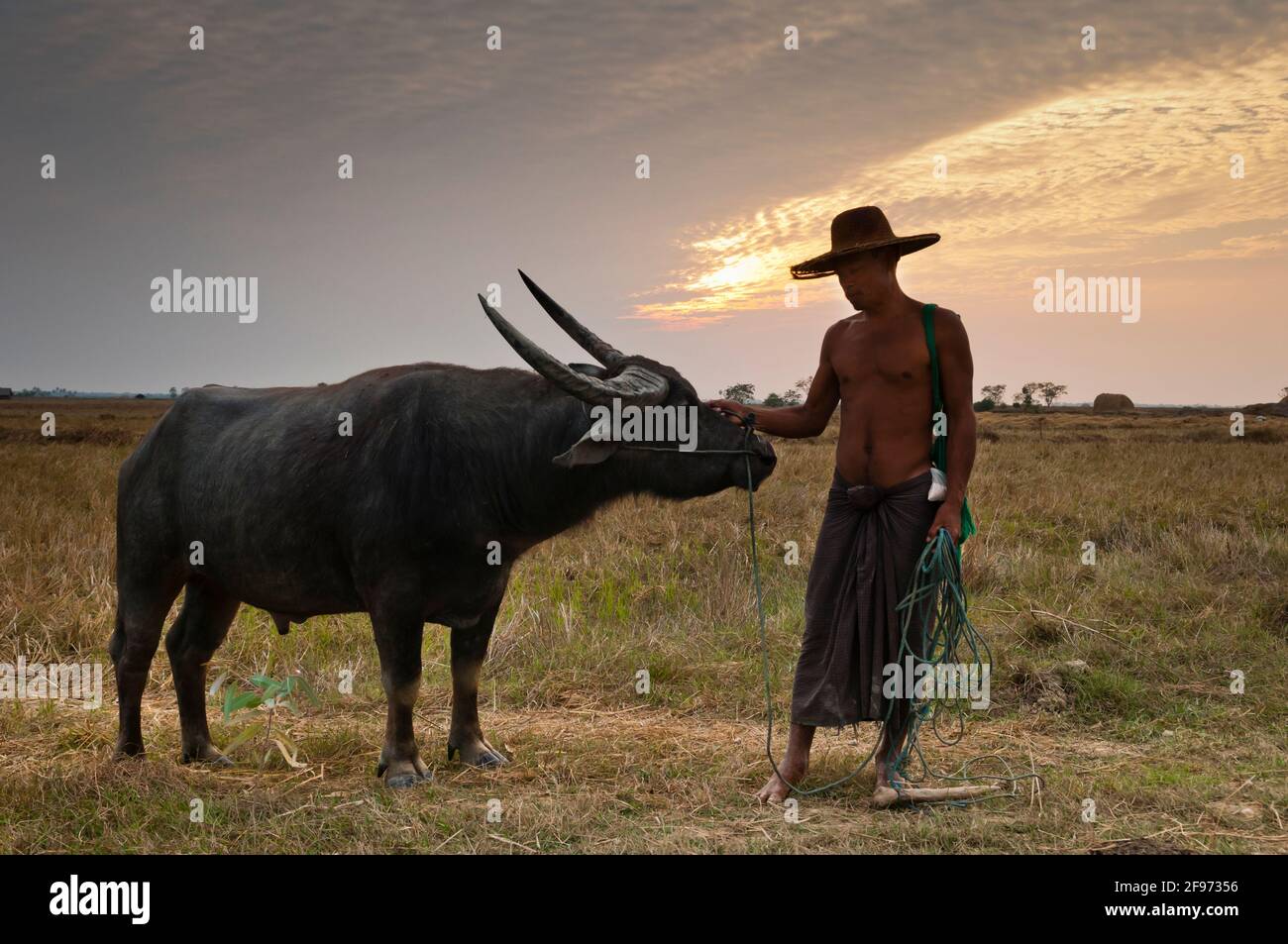 Un birmano con il suo bufalo d'acqua, non uccidere Foto Stock