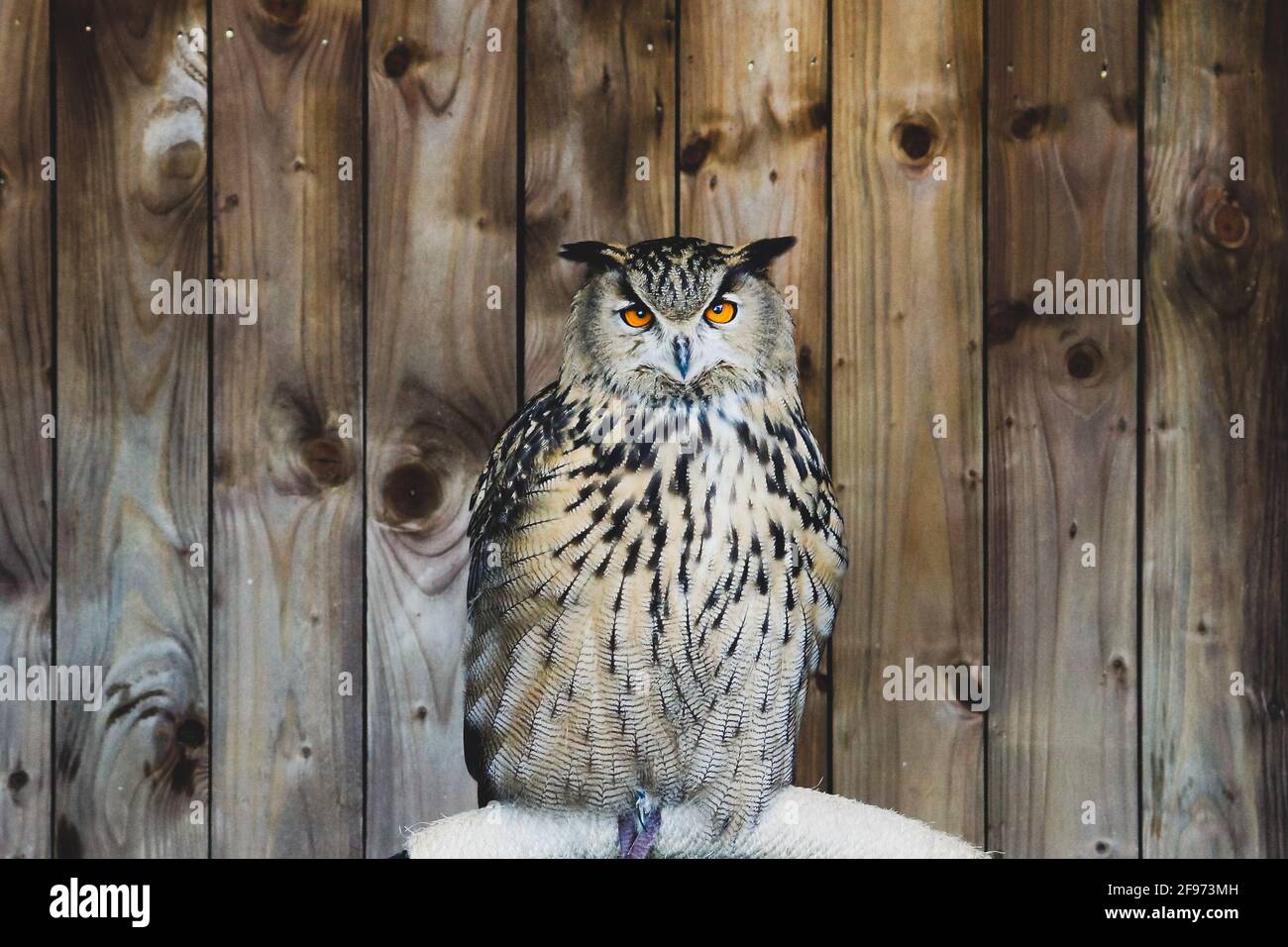 Il gufo con gli occhi arancioni Foto Stock