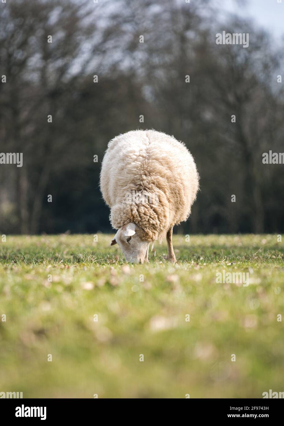 Pecore pascolo mangiare erba il giorno d'estate con primo piano e sfondo fuori fuoco. Foto Stock