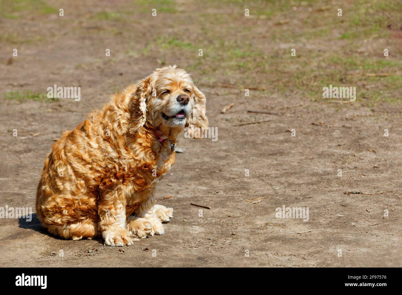 Un cane inglese Cocker Spaniel con capelli rossi ondulati si siede su un prato di terra, squinting nel sole di primavera luminoso. Foto Stock