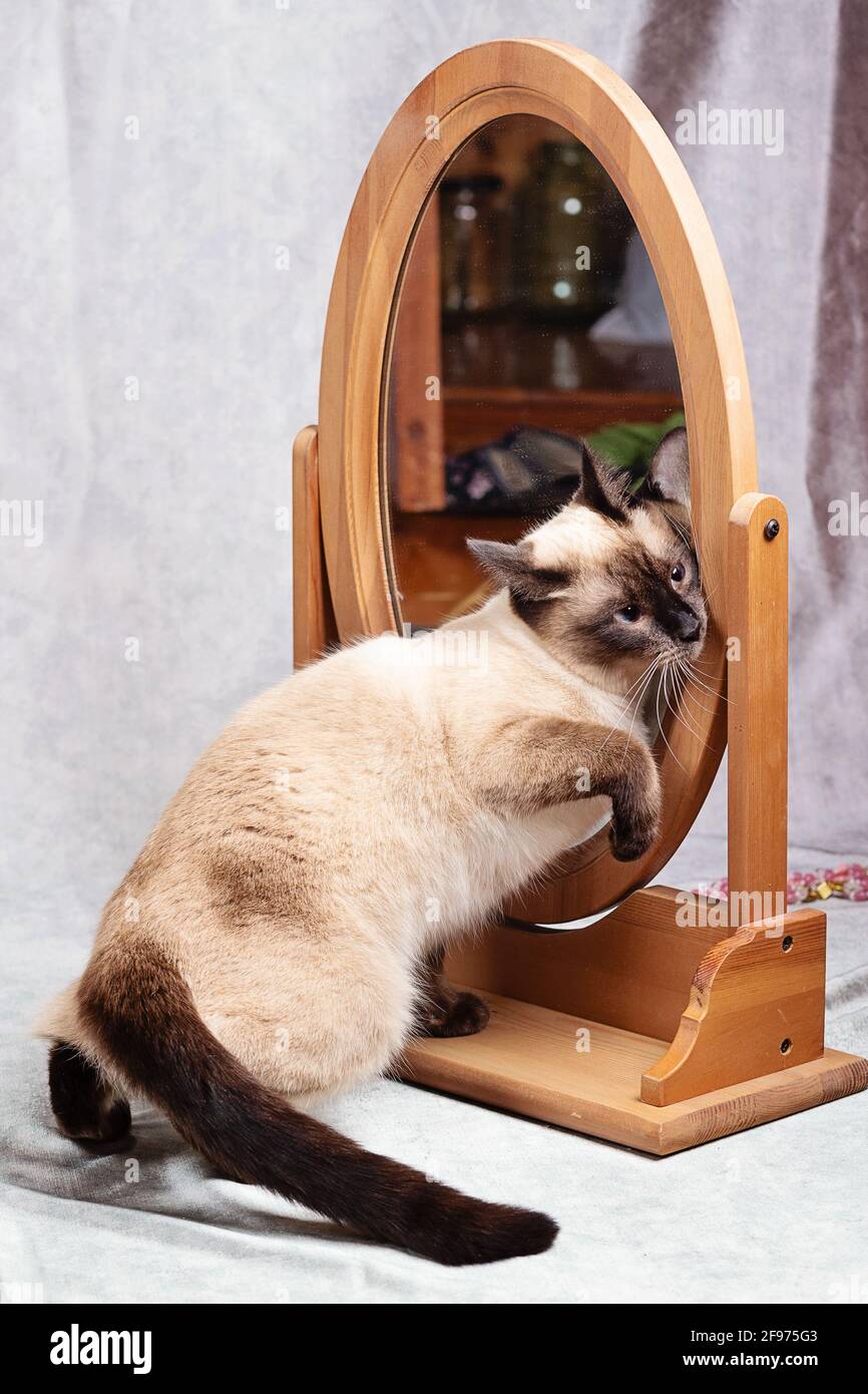 Il gatto si guarda in uno specchio da scrivania incorniciato in legno.  Divertente gatto tailandese non si riconosce nello specchio. Primo piano,  sfondo grigio, f selettivo Foto stock - Alamy