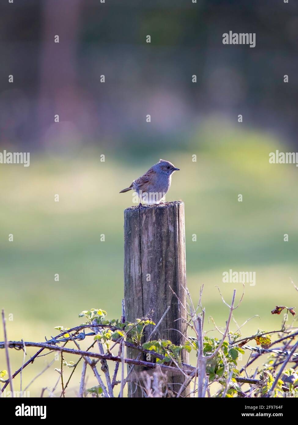 Un Dunnock appollaiato su un palo di recinto Foto Stock