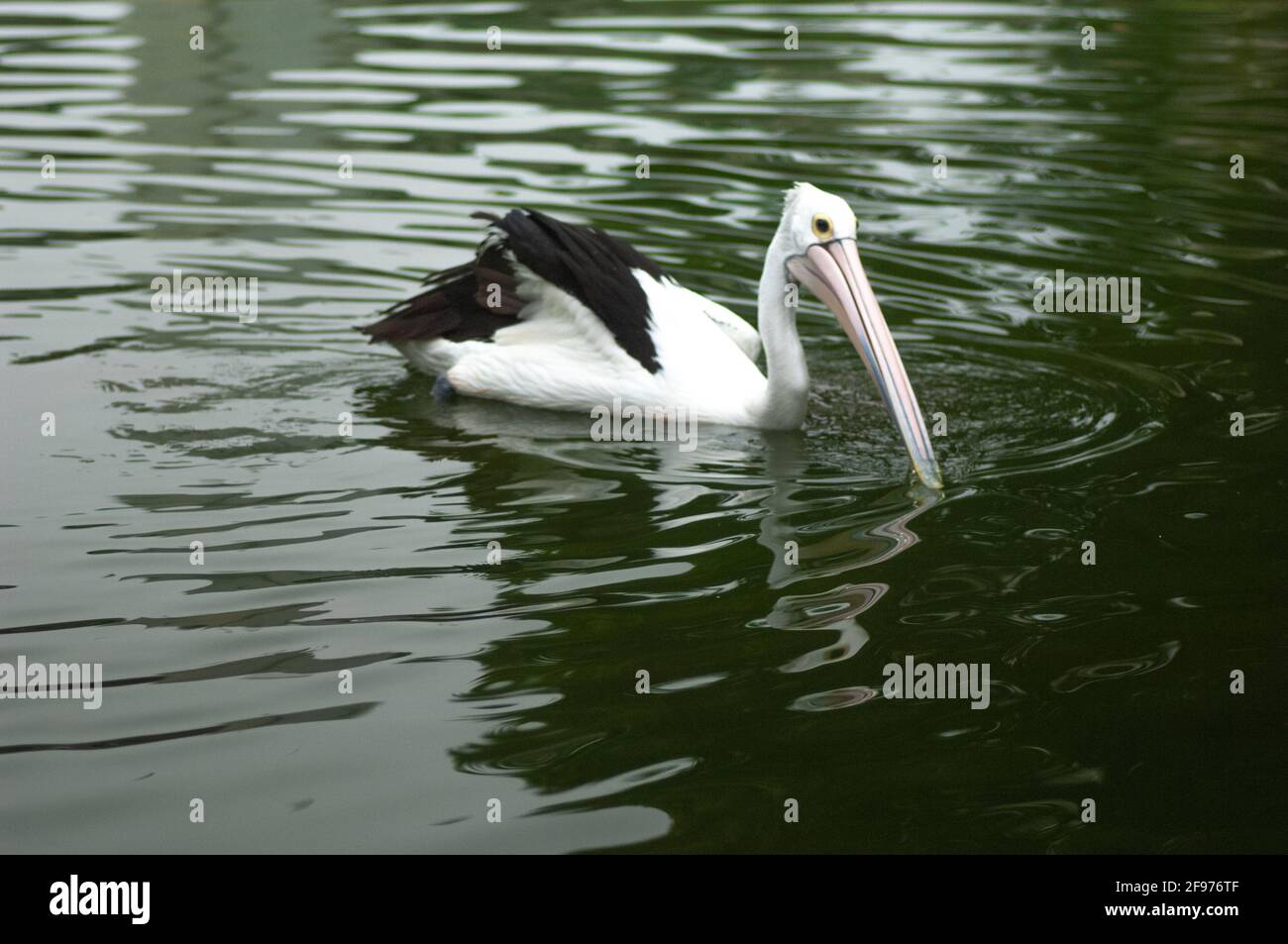 Uccello cicogna (Mycteria cinerea) nuotare nello stagno Foto Stock