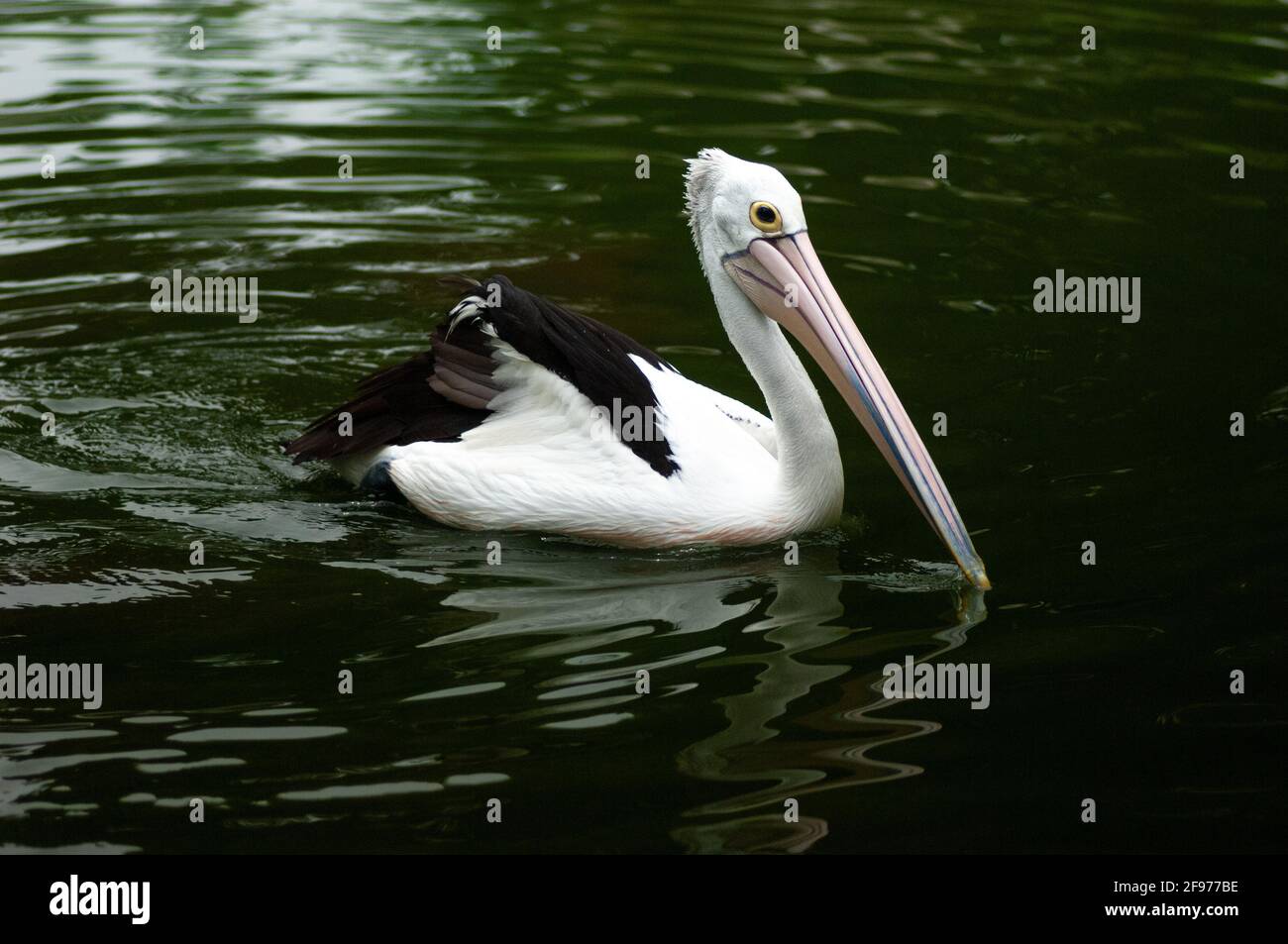 Uccello cicogna (Mycteria cinerea) nuotare nello stagno Foto Stock