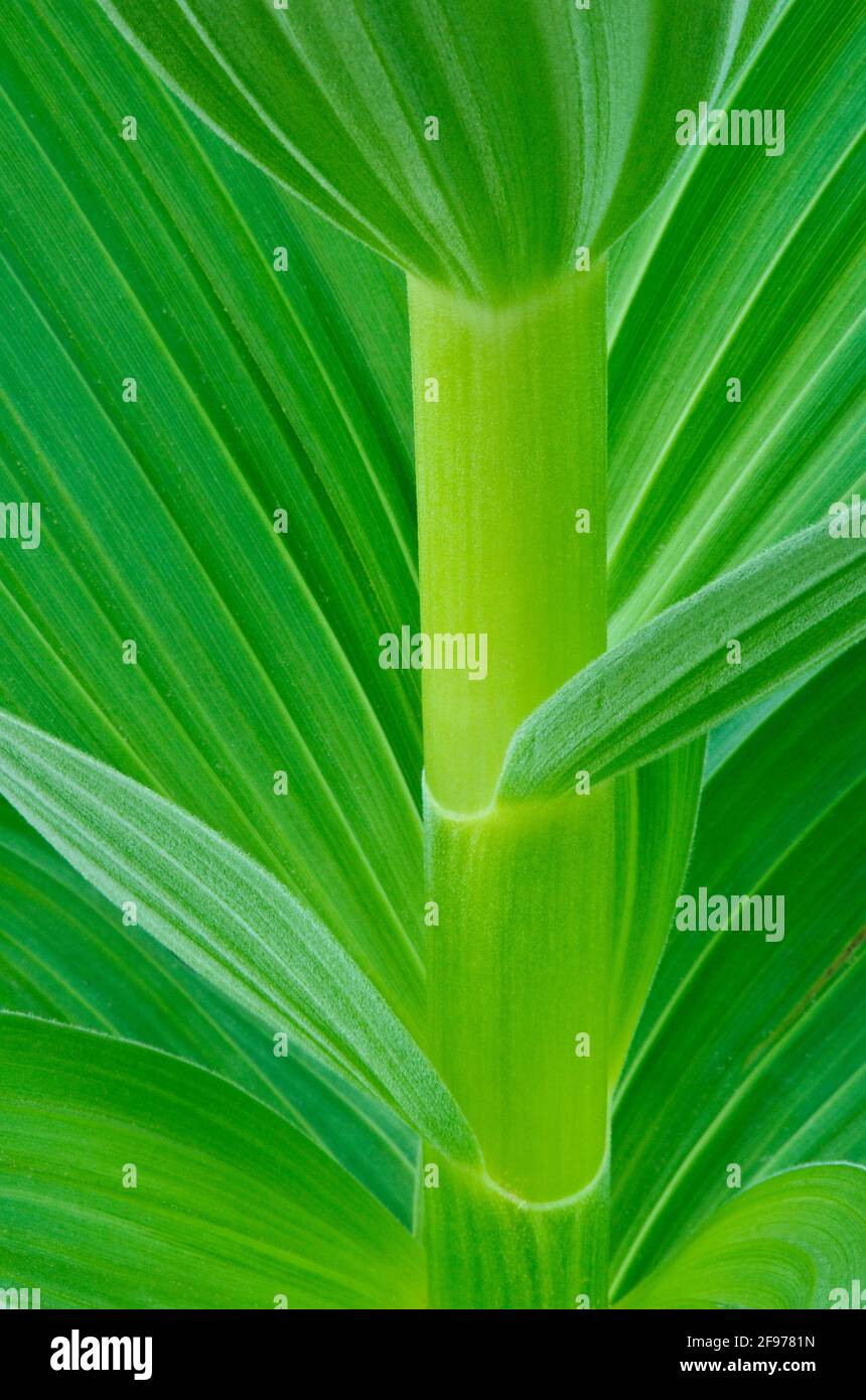 Giglio di mais o Veratro nero; Cascade Mountains, Washington. Foto Stock