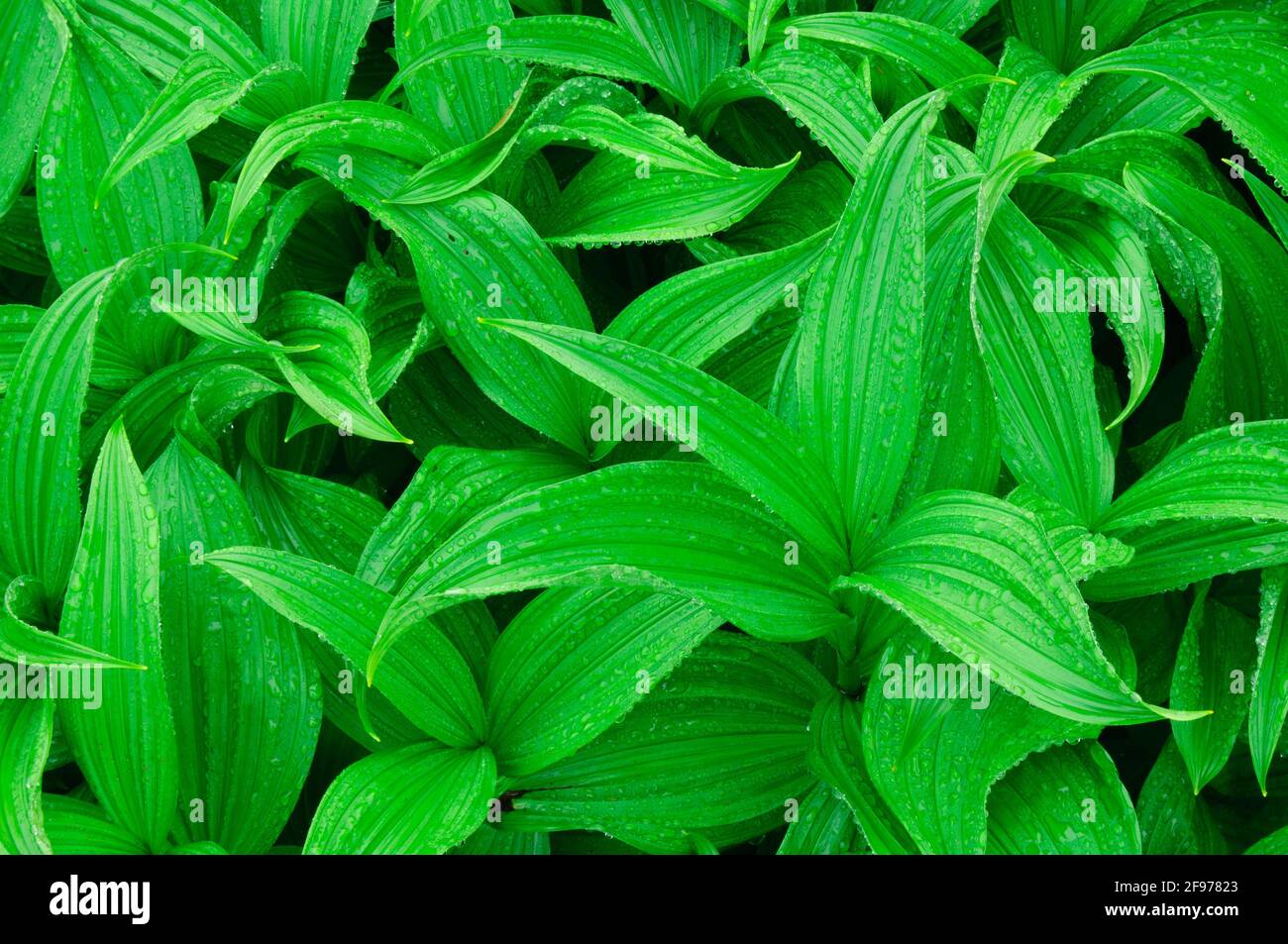 Giglio di mais o Veratro nero al Paradise area, il Parco Nazionale del Monte Rainier, Washington. Foto Stock
