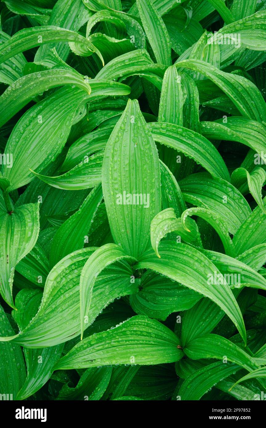 Giglio di mais o di California veratro nero (Veratrum californicum) al Paradise area, il Parco Nazionale del Monte Rainier, Washington. Foto Stock