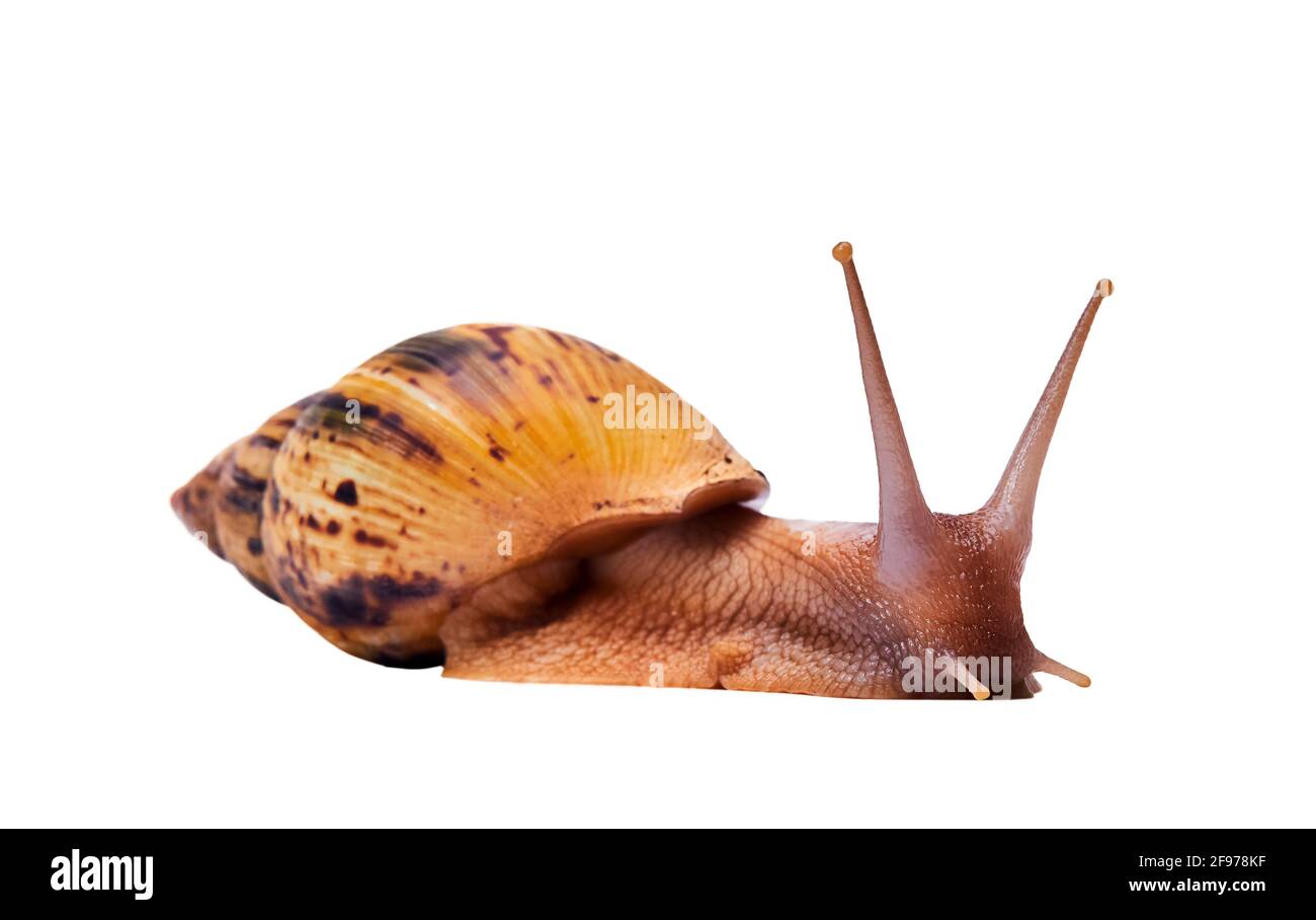 acatina viva crawling lumaca isolato su sfondo bianco, vista laterale Foto Stock