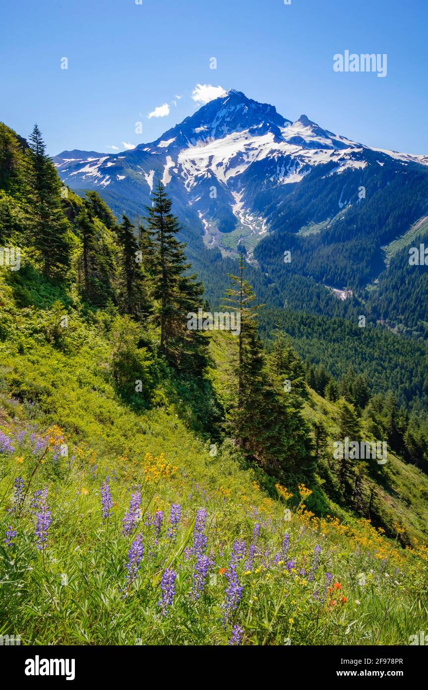 Mount Hood e fiori selvatici nel prato di Bald Mountain dal Top Spur Trail; Mount Hood National Forest, Oregon. Foto Stock