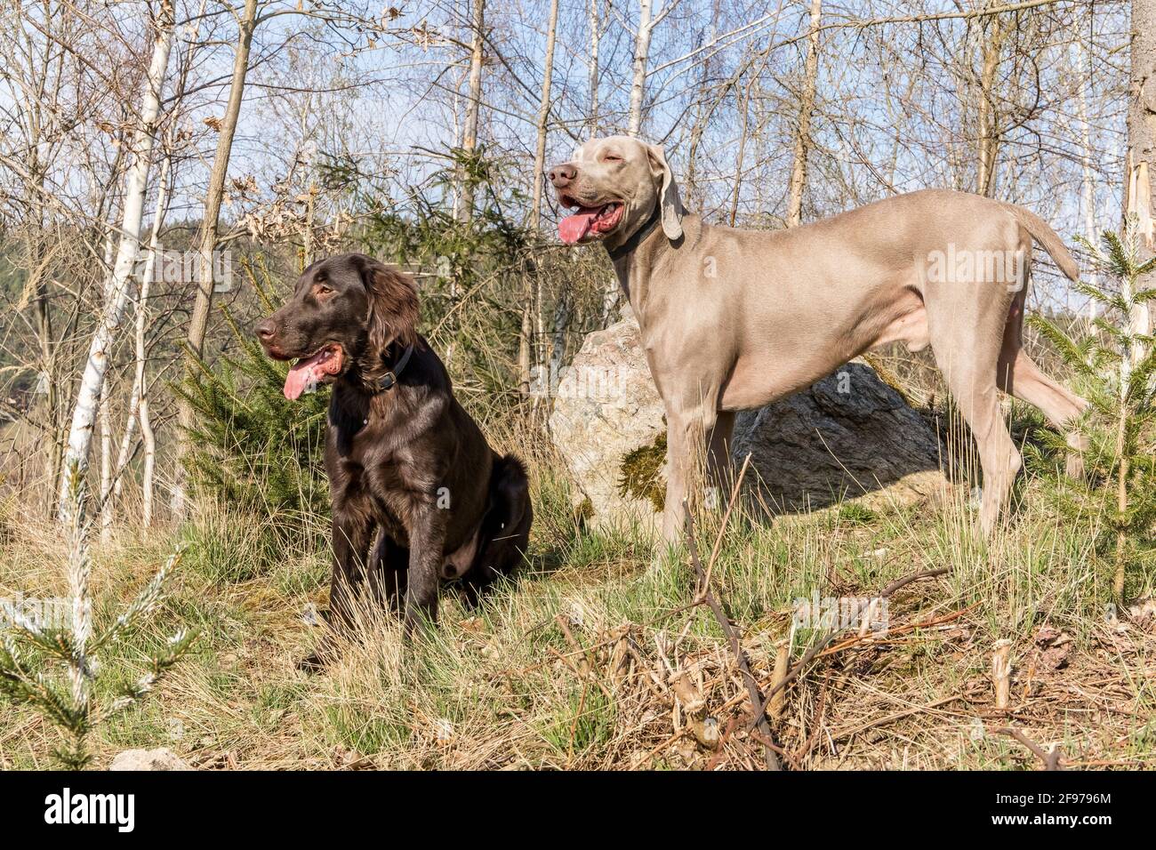 Cani da caccia nella foresta. Brown Retriever cucciolo e Weimarane. Stagione di caccia. Giornata di sole con cani. Foto Stock