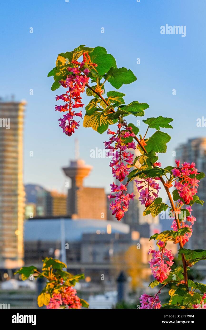 Cespuglio di curry in fiore rosso, Villaggio Olimpico, Vancouver, British Columbia, Canada Foto Stock