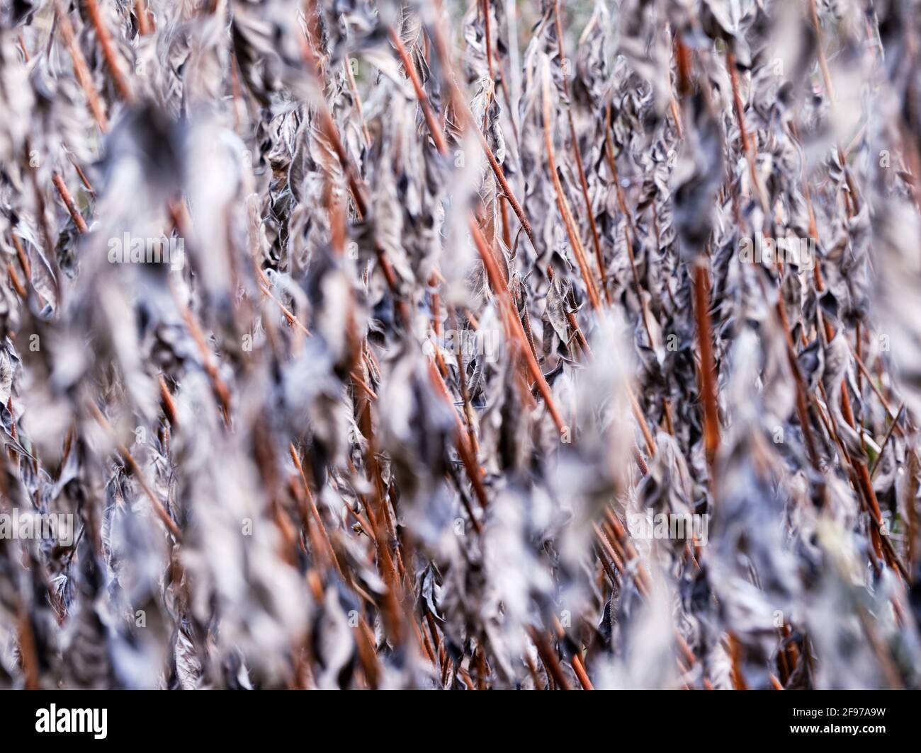 Ex foresta alluvionale sul Lech Foto Stock