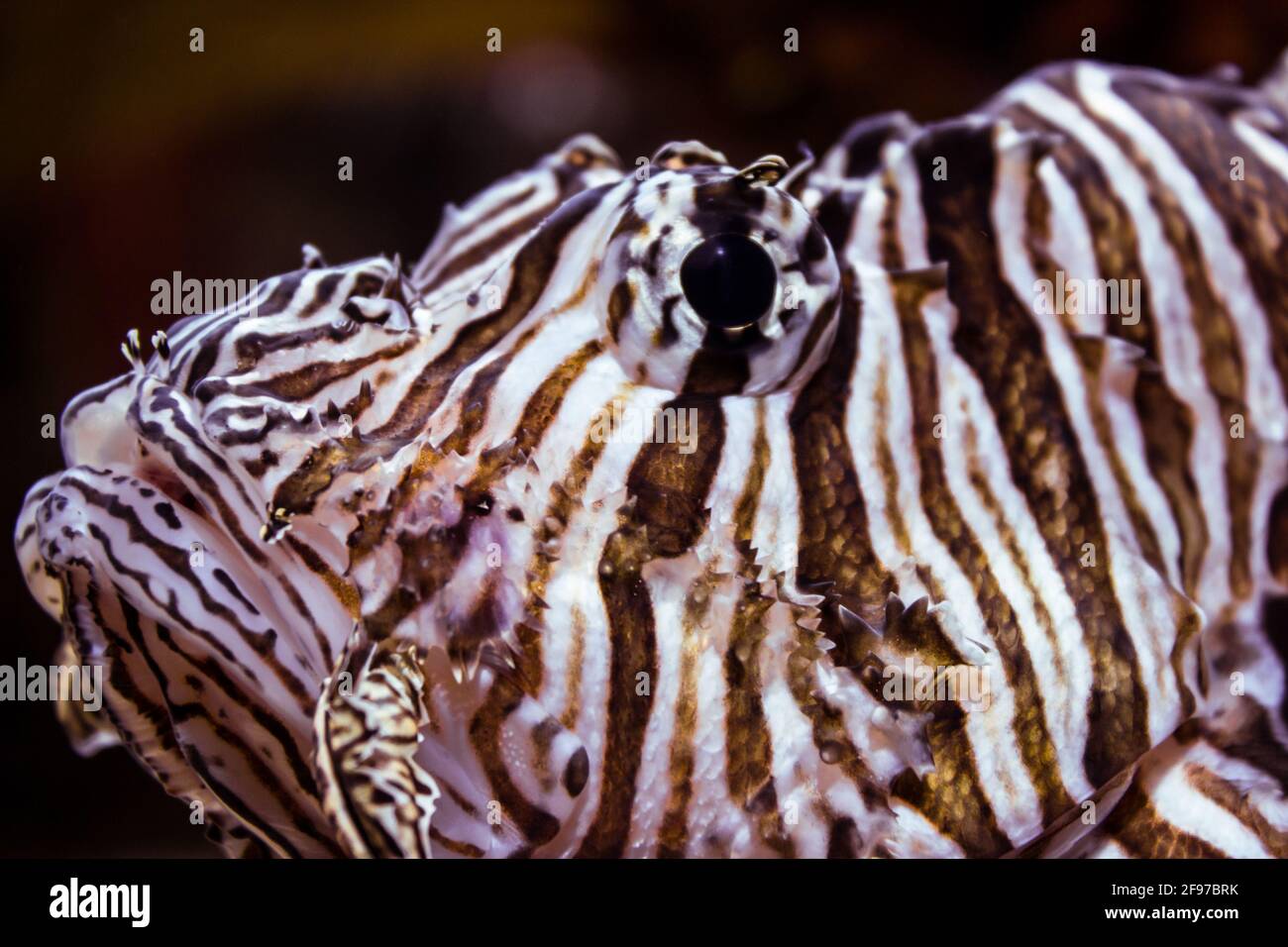 Primo piano sulla testa di un leone rosso [Pterois volitans] e il suo occhio scuro profondo. Preso al Toronto Aquarium. Toronto, Ontario, Canada. Foto Stock