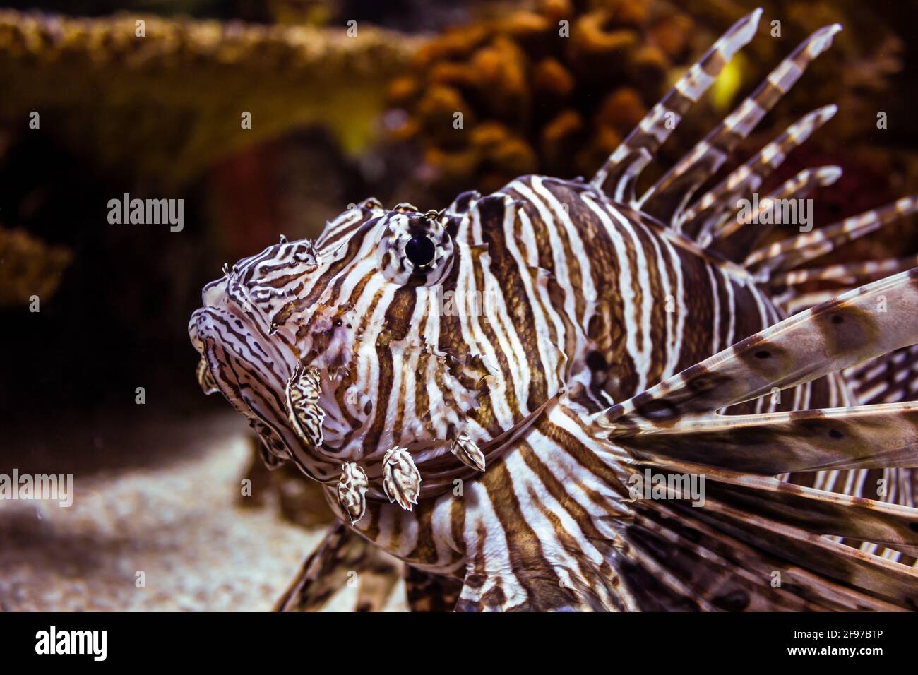 Un pesce leone rosso [Pterois volitans] nuotare nella sua vasca al Toronto Aquarium. Toronto, Ontario, Canada. Foto Stock