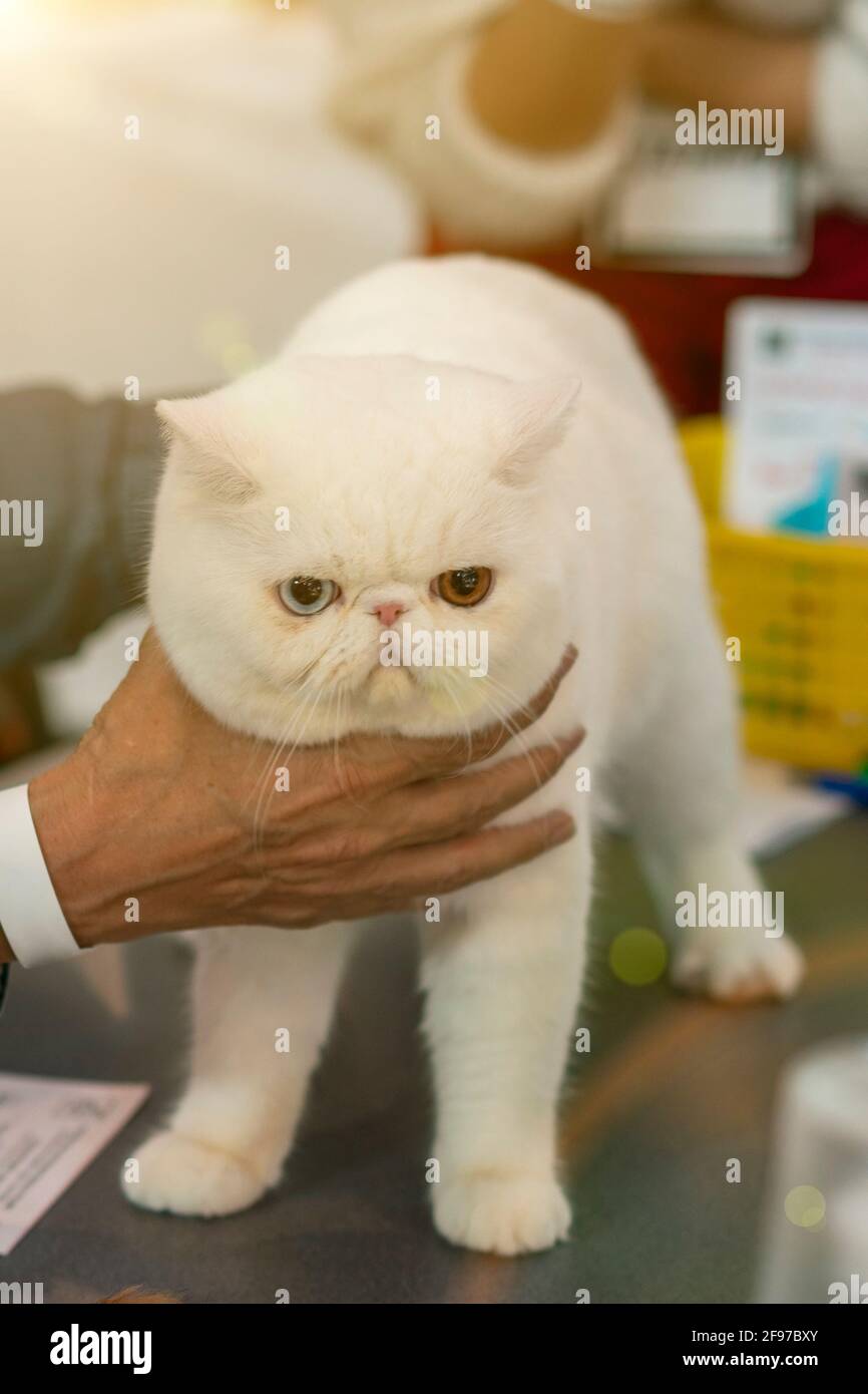 divertente gatto bianco con diversi colori degli occhi. gattino bianco con occhi blu chiaro e marrone, occhi di colore diverso. Adorabili animali domestici Foto Stock