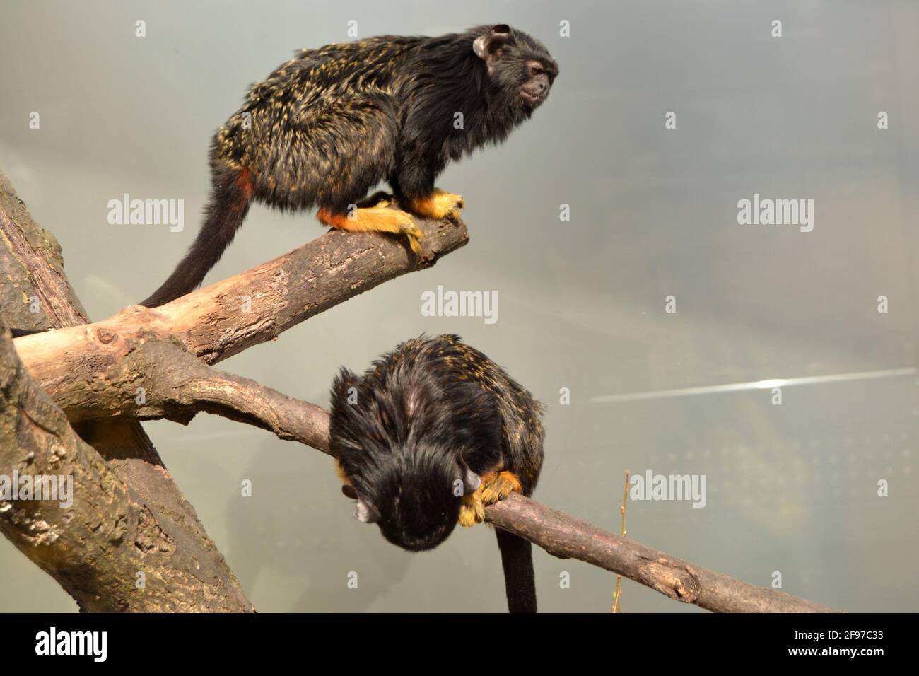 due scimmie nere che siedono sul ramo dell'albero nello zoo Foto Stock