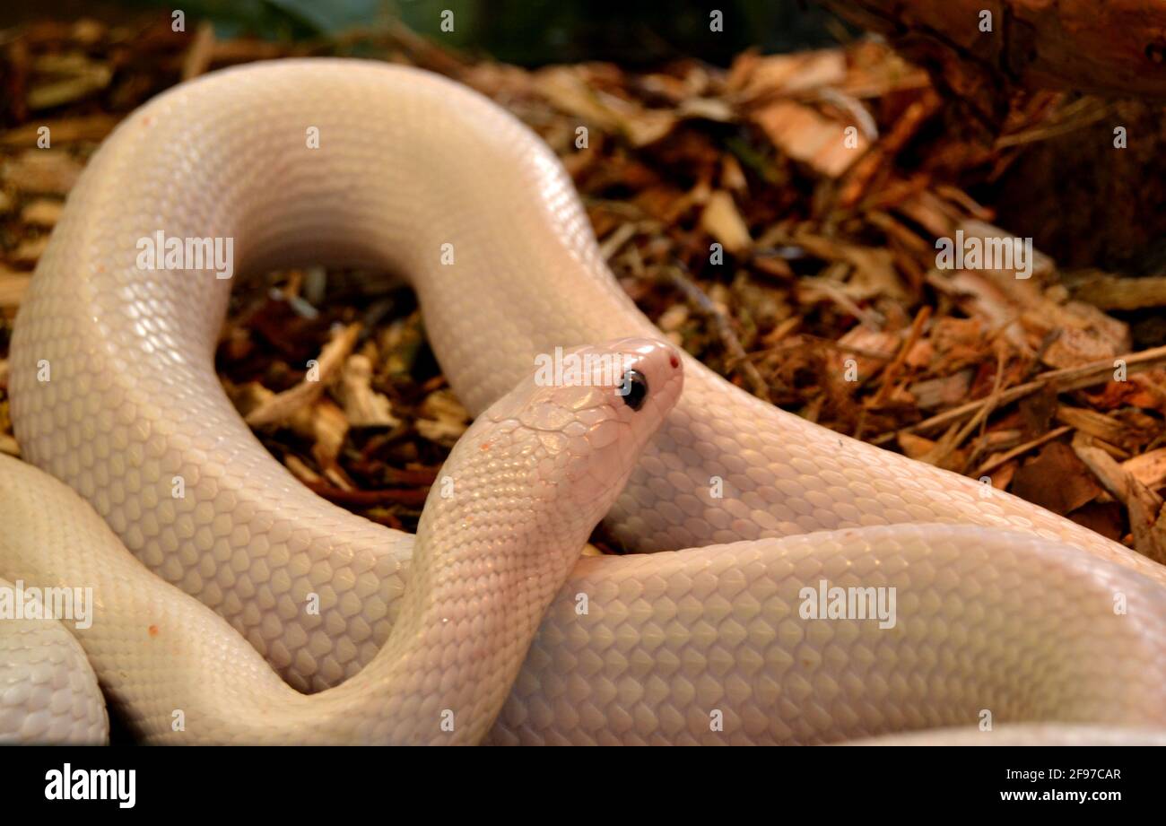 Primo piano di un serpente bianco nel terrarium Foto Stock