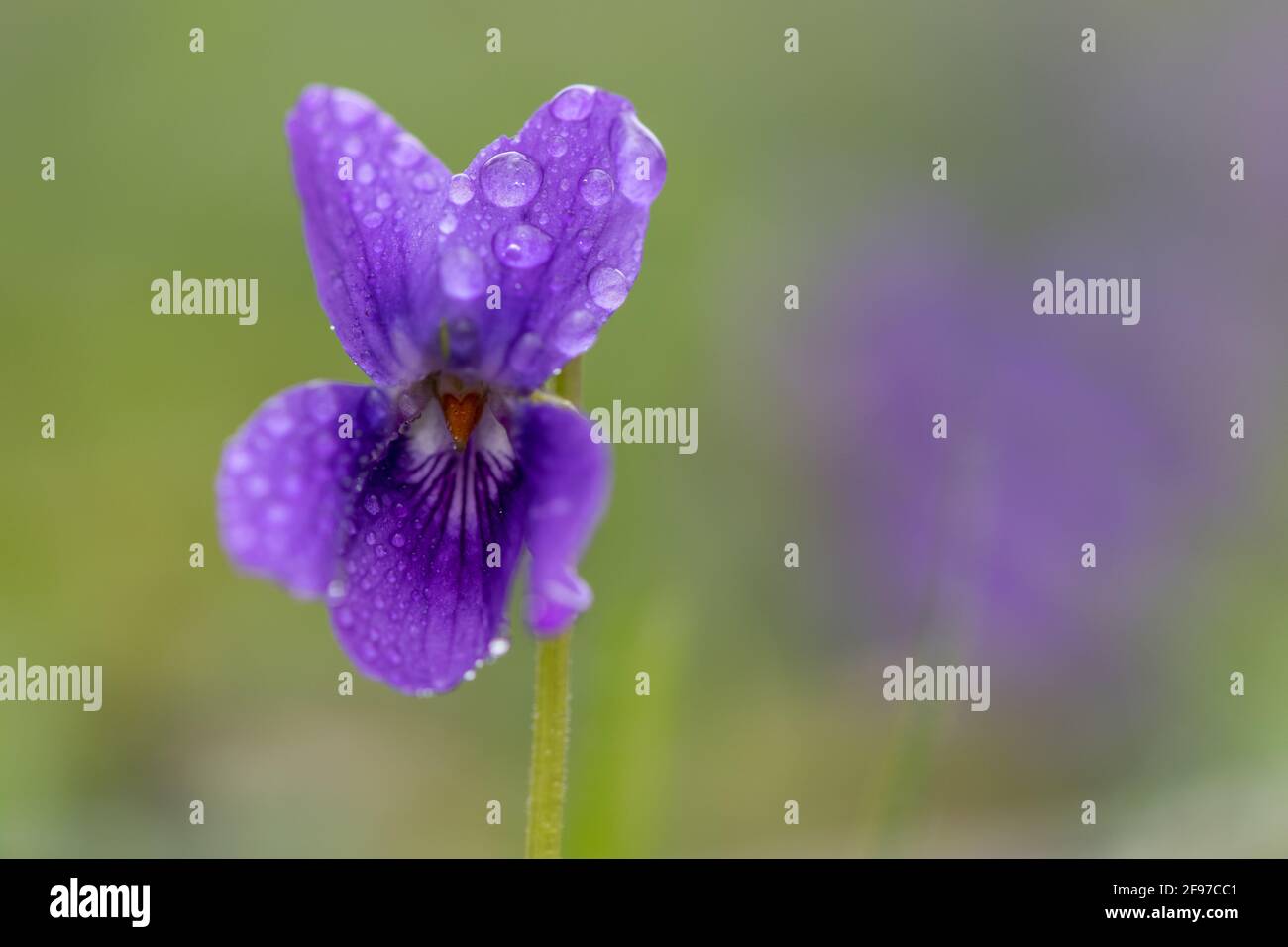 Macro shot di violetto inglese (viola odorata) fiore coperto di gocce di rugiada Foto Stock