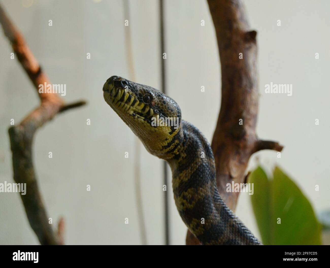 albero python sul ramo mi stanno guardando Foto Stock