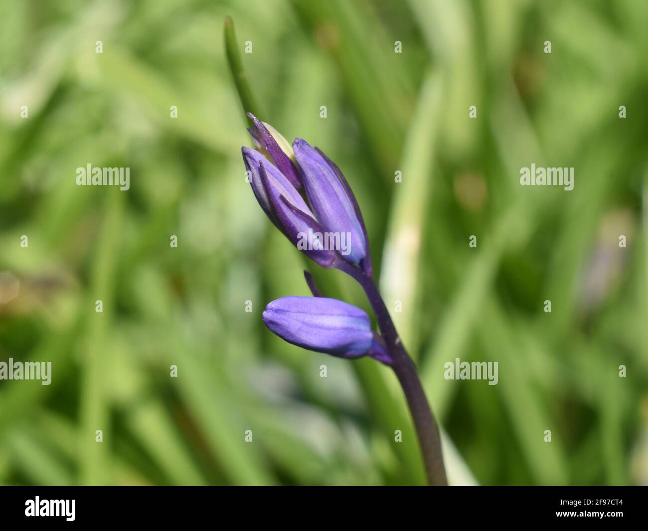 I primi bluebells in erba a Unity Woods, Cornovaglia Foto Stock