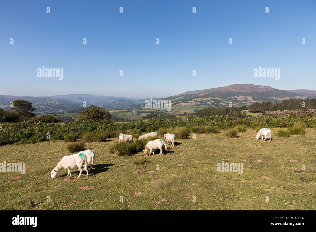 Pascolo delle pecore sulle pendici del Pan di zucchero, Galles, Regno Unito Foto Stock
