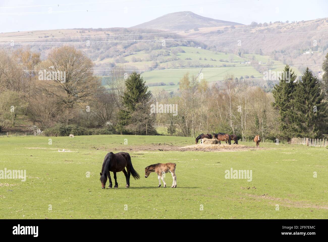 Cavallo e nemico con Pan di zucchero in background, Llanfoist, Galles, Regno Unito Foto Stock
