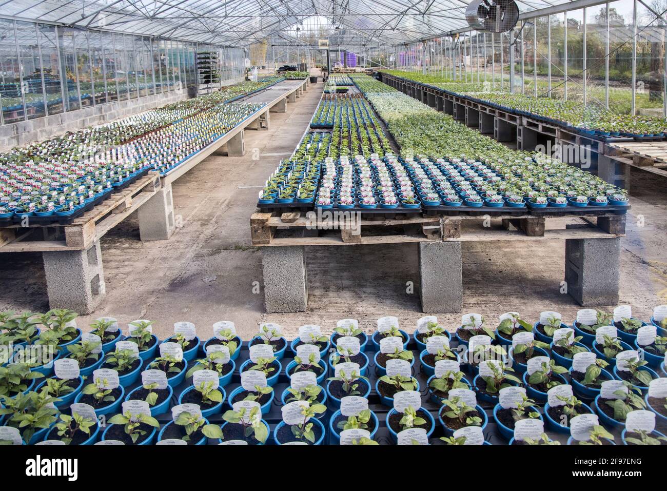 Giovani piante in pentole e vassoi di semi in fase di coltivazione pronti per la vendita in Garden center, Galles, Regno Unito Foto Stock
