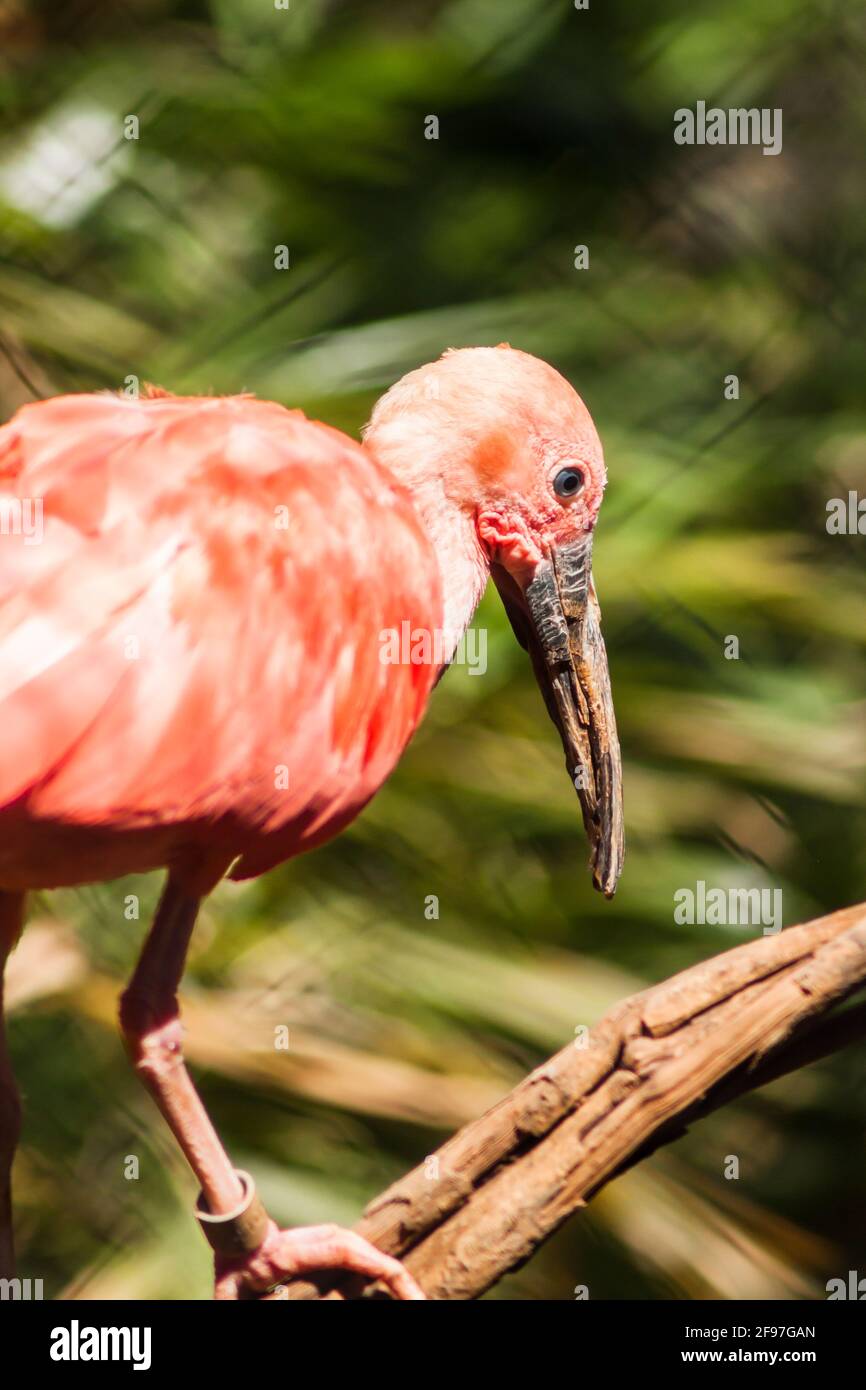 Un vecchio ibis Scarlet [Eudocimus ruber] con il suo lungo becco e gli occhi lussureggianti e azzurri e le vibranti piume rosa-rossastre arroccate su un ramo di un albero. Foto Stock