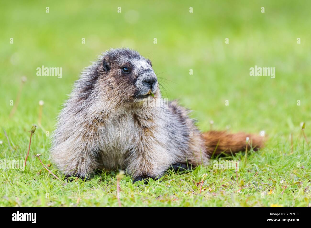 Wild Hoary Marmot rilassante in una posa perfetta in erba ATJ Asper National Park nelle Montagne Rocciose canadesi Foto Stock
