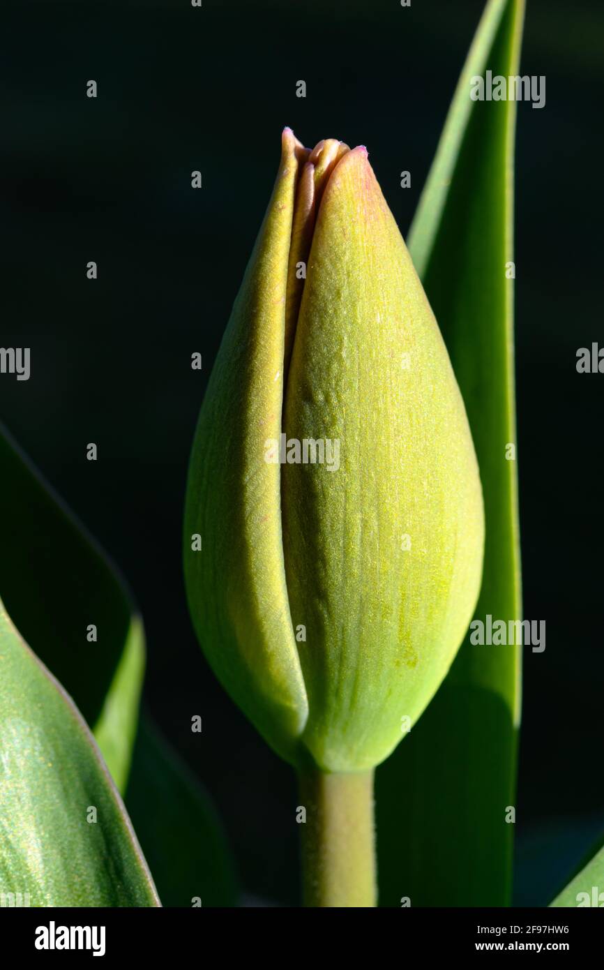 Primo piano immagine di un tulipano rosso appena iniziato da aprire con foglie verdi circostanti e sfondo scuro a contrasto Foto Stock