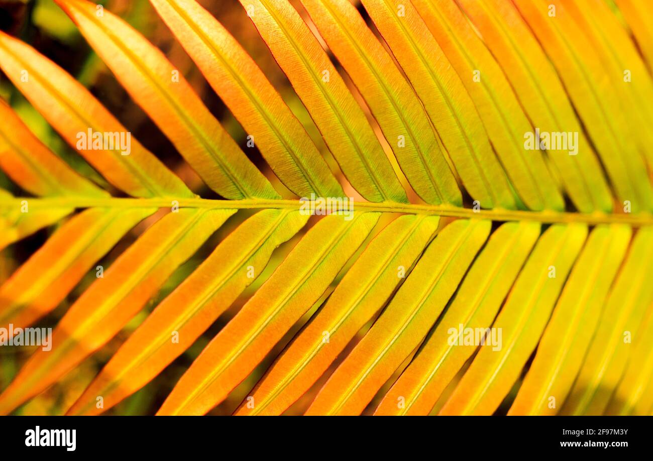 Bel primo piano del freno a scala cinese. Foto Stock