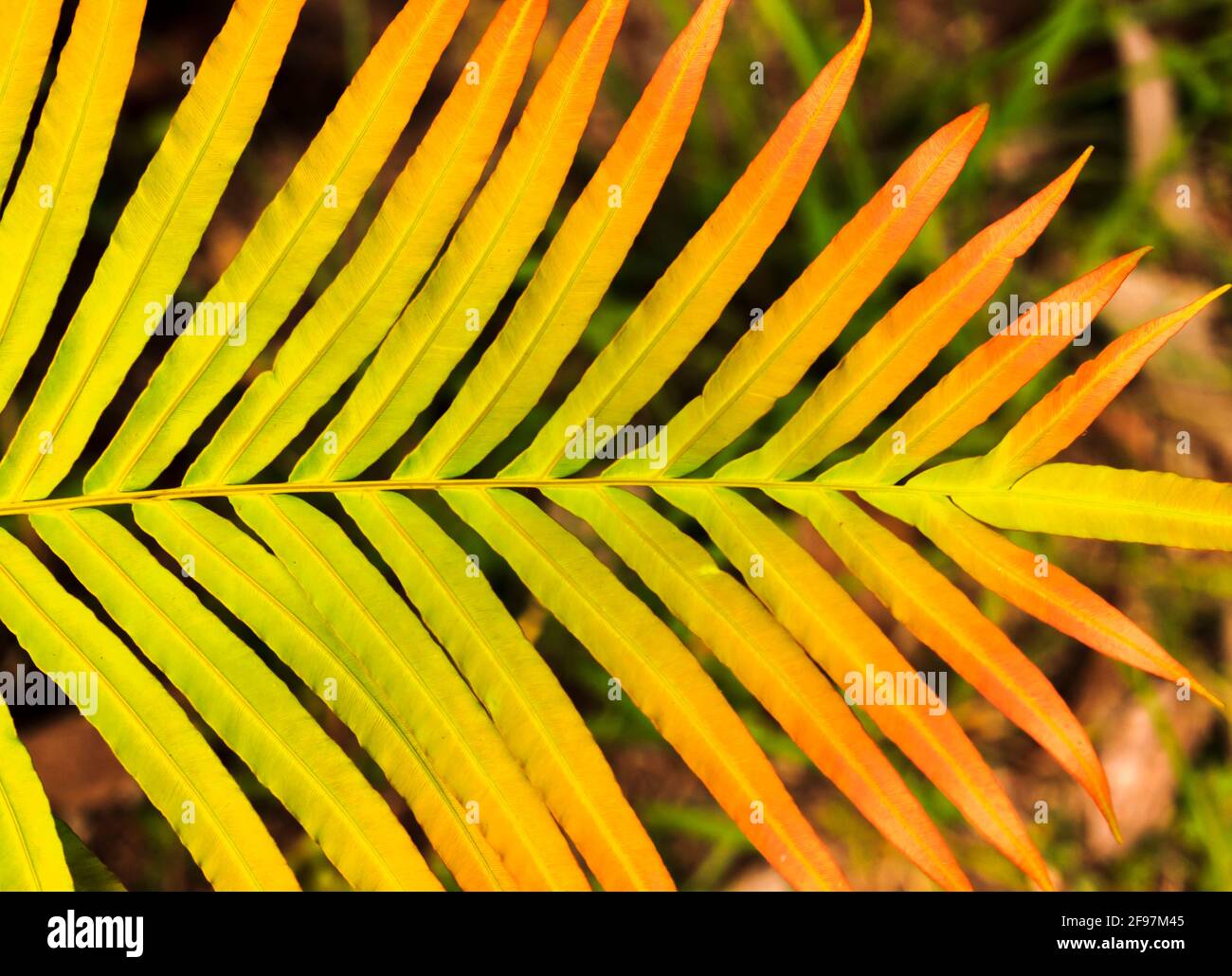Bel primo piano del freno a scala cinese. Foto Stock