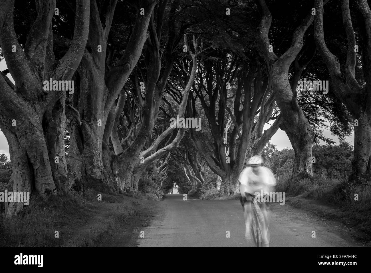 Maestosa strada fiancheggiata da alberi di faggio del XVIII secolo conosciuta come The Dark Hedges - famosa località della serie televisiva HBO Game of Thrones all'alba - vicino a Ballymoney, Irlanda del Nord e un biker sfocato di fronte Foto Stock
