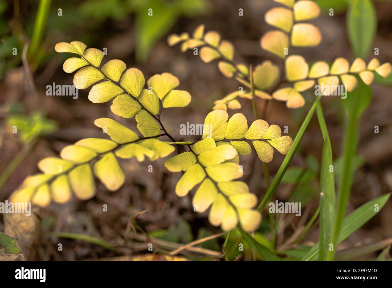 Piccola Maidenhair con lievito a ventaglio. Foto Stock