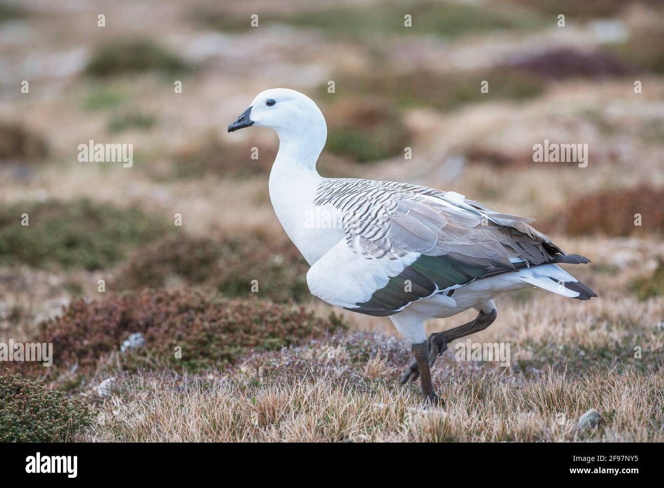 Oca di montagna (Chloephaga pitta), Isola dei leoni marini, Isole Falkland, Sud America Foto Stock