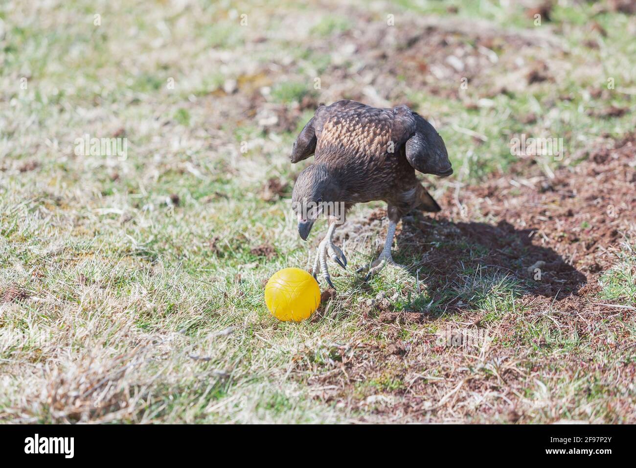 Caracaras striato (Phalcoboenus australis) giocando con palla da golf, Sea Lion Island, Falkland Islands, Sud America Foto Stock