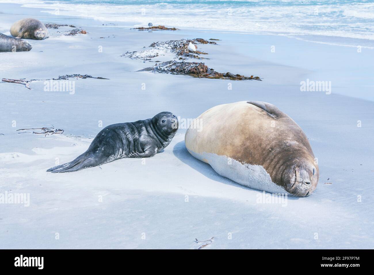 La foca dell'Elefante Meridionale (Mirounga leonina) femmina con il suo cucino adagiato sulla spiaggia, Sea Lion Island, Falkland Islands, Sud America Foto Stock