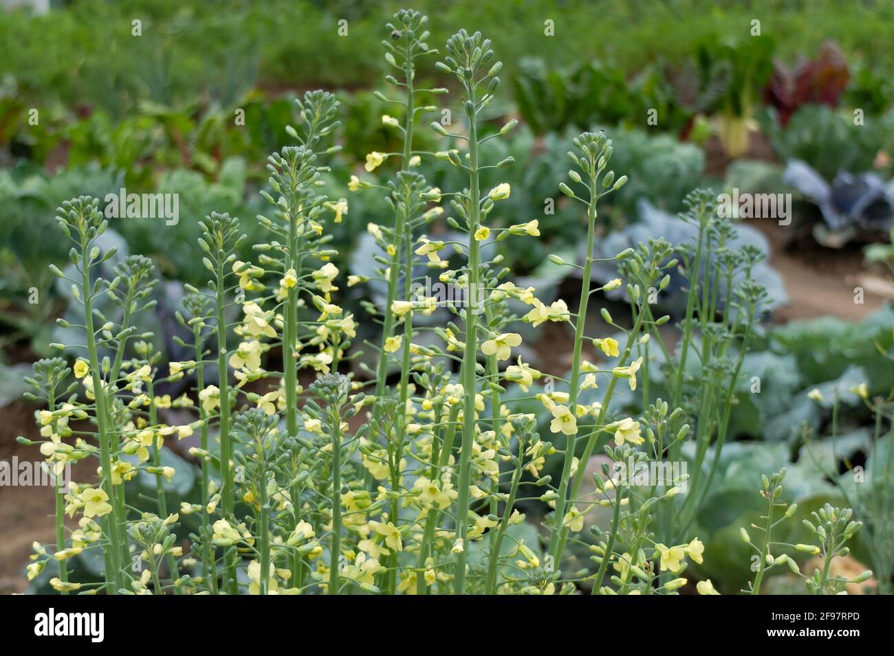 Fiore di broccoli (Brassica oleracea var. Italica) nell'orto Foto Stock