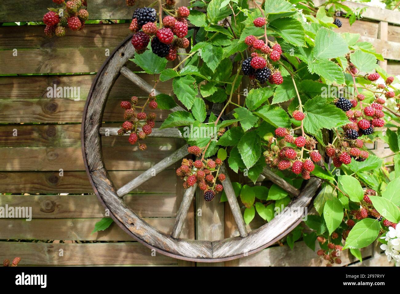 BlackBerry 'Navaho' (Rubus sez. Rubus) sulla recinzione con la ruota di legno Foto Stock