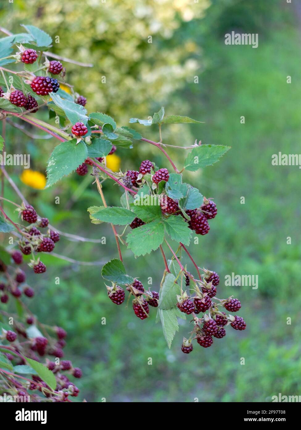 Filiale BlackBerry (Robus sect.Rubus) Foto Stock