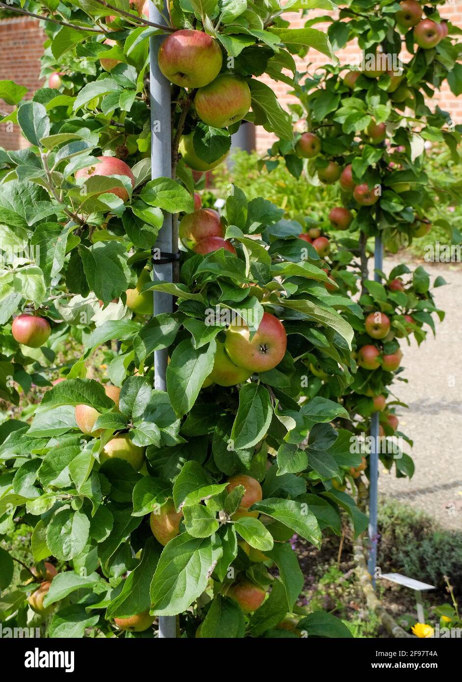 Albero di mele 'Principe Albrecht di Prussia' (Malus domestica) su un traliccio Foto Stock