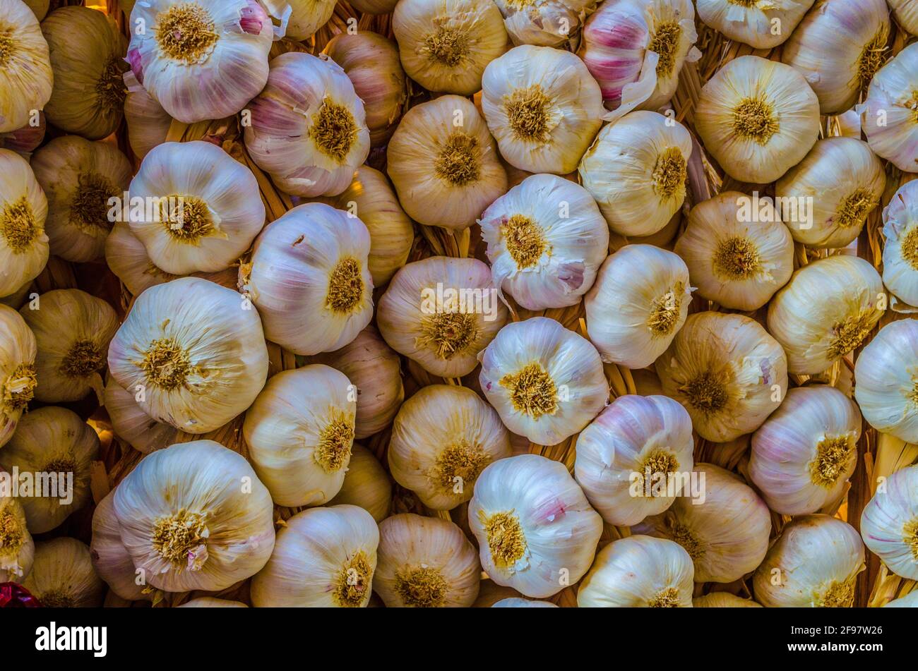 Mazzo di aglio appeso in un negozio a Logrono, Spagna Foto Stock