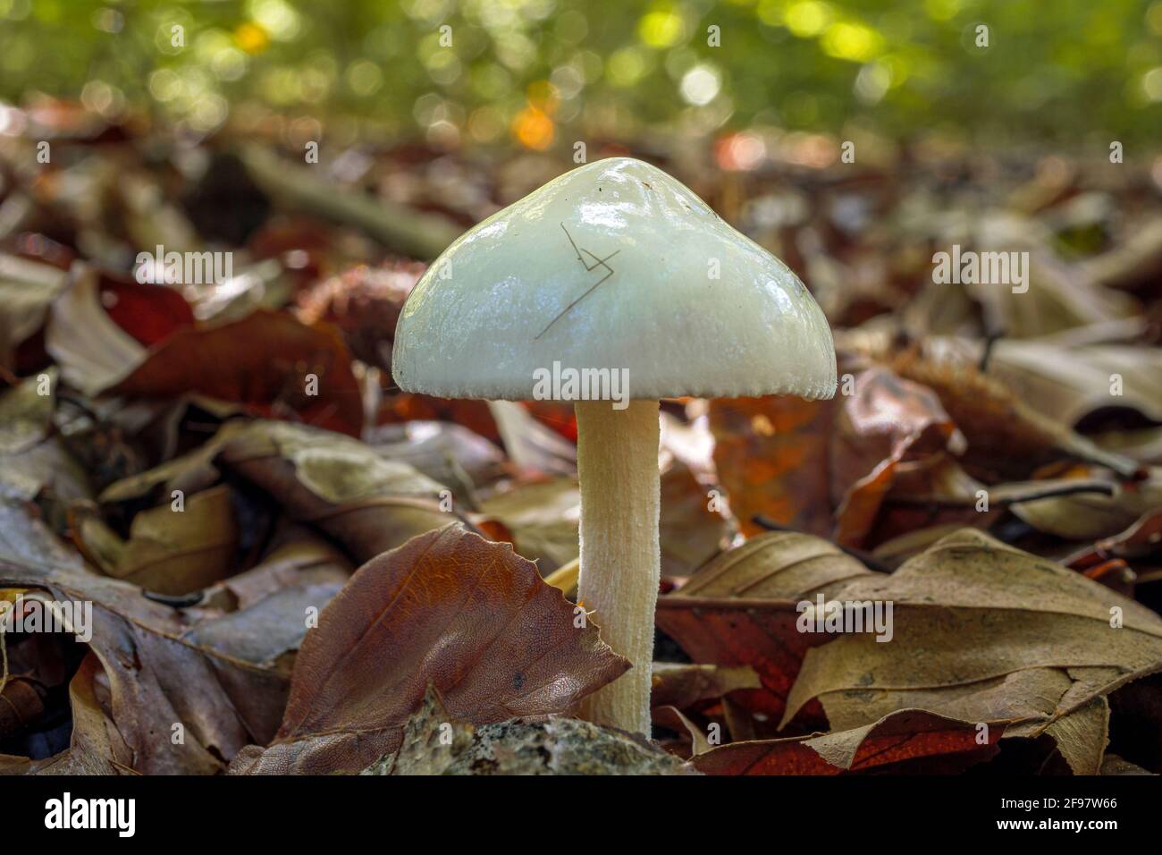 Fungo forestale, Vorilender Ackerling, in precedenza Ackerling, (Agrocybe praecox), Baviera, Germania, Europa Foto Stock