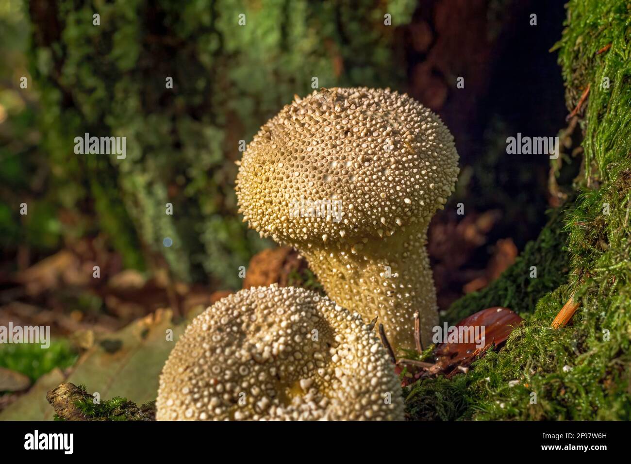 Fungo di foresta, polvere di bottiglia (Lycoperdon perlatum), Baviera, Germania, Europa Foto Stock