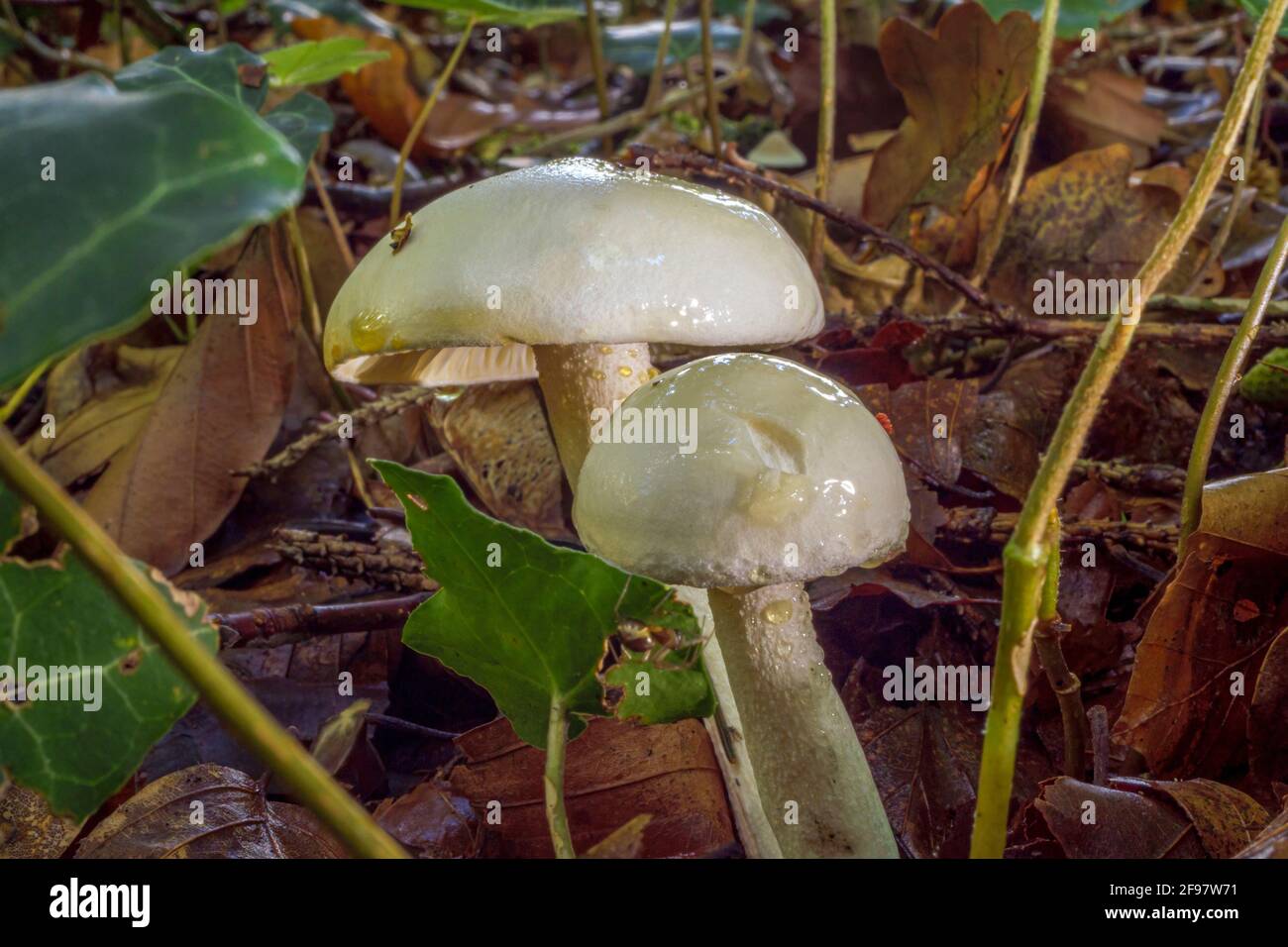 Fungo forestale, Vorilender Ackerling, in precedenza Ackerling, (Agrocybe praecox), Baviera, Germania, Europa Foto Stock
