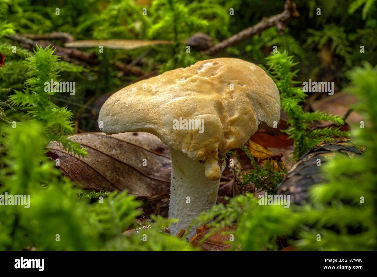 Funghi della foresta, Semmelstoppelpilz o Semmelgelber Stacheling (Hydnum repandum), Baviera, Germania, Europa Foto Stock