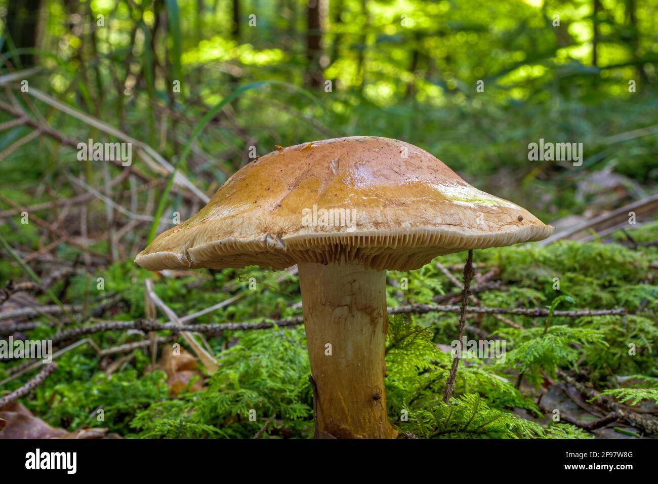 Fungo di foresta, verde (Tricoloma equestre), Baviera, Germania, Europa Foto Stock